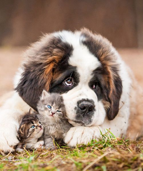 A Dog and Kittens Lying on Grass A Dog and Kittens Lying on Grass