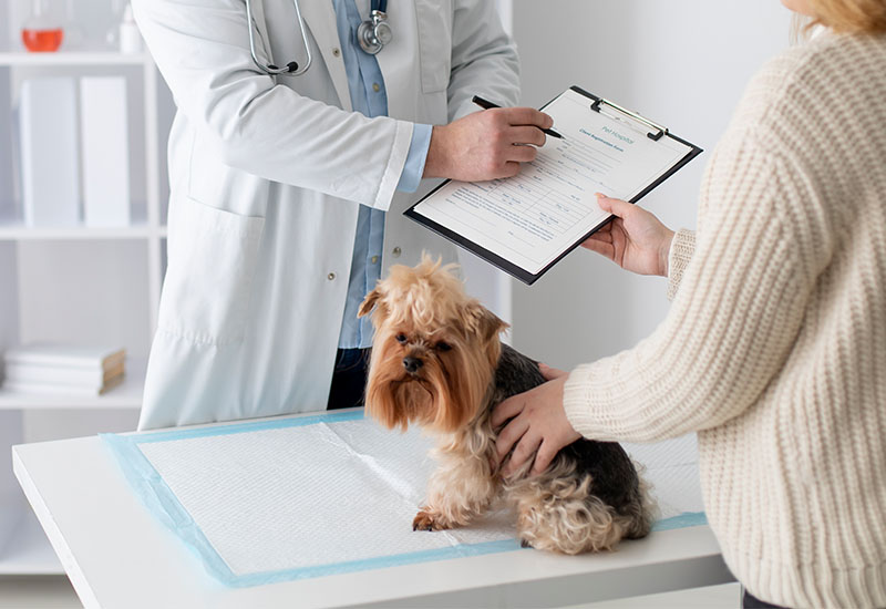 Pet Consultation