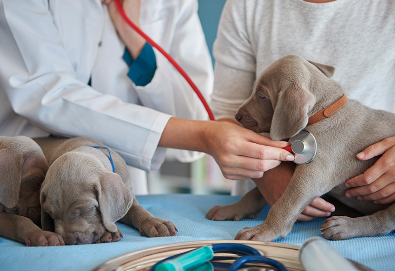 Veterinarian Examining the Dogs