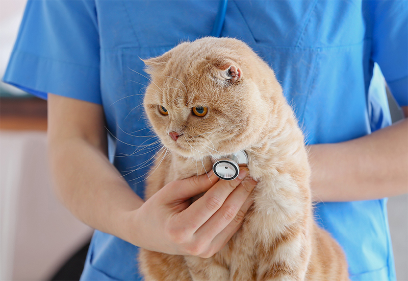 Pet Examination