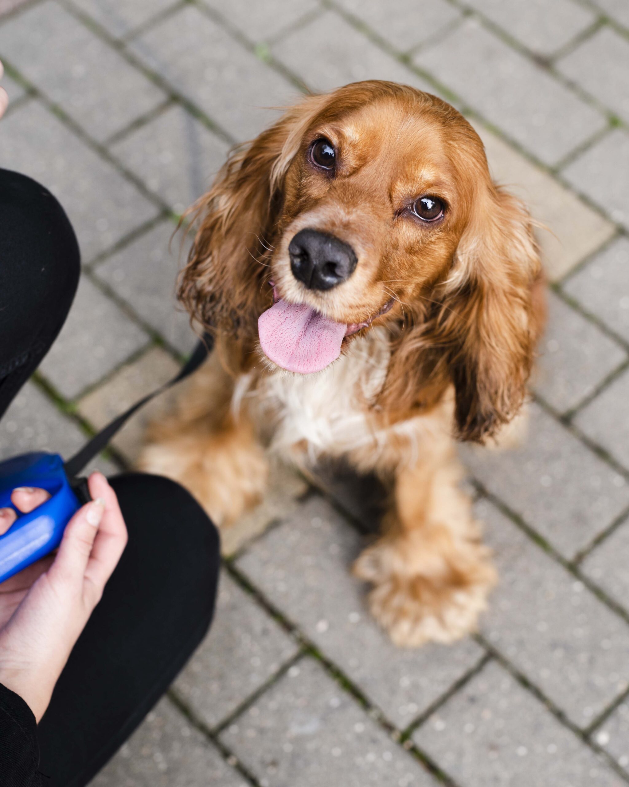 microchipping-service microchipping-service