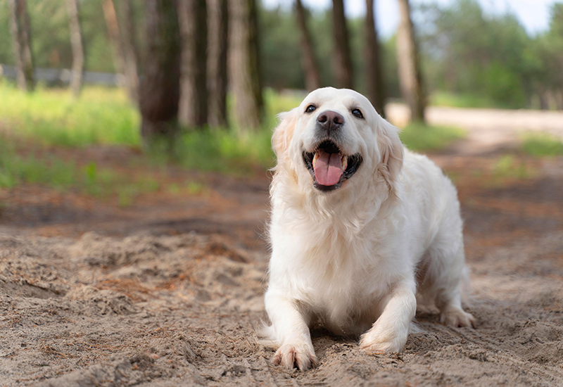 A Dog Sitting on Sand