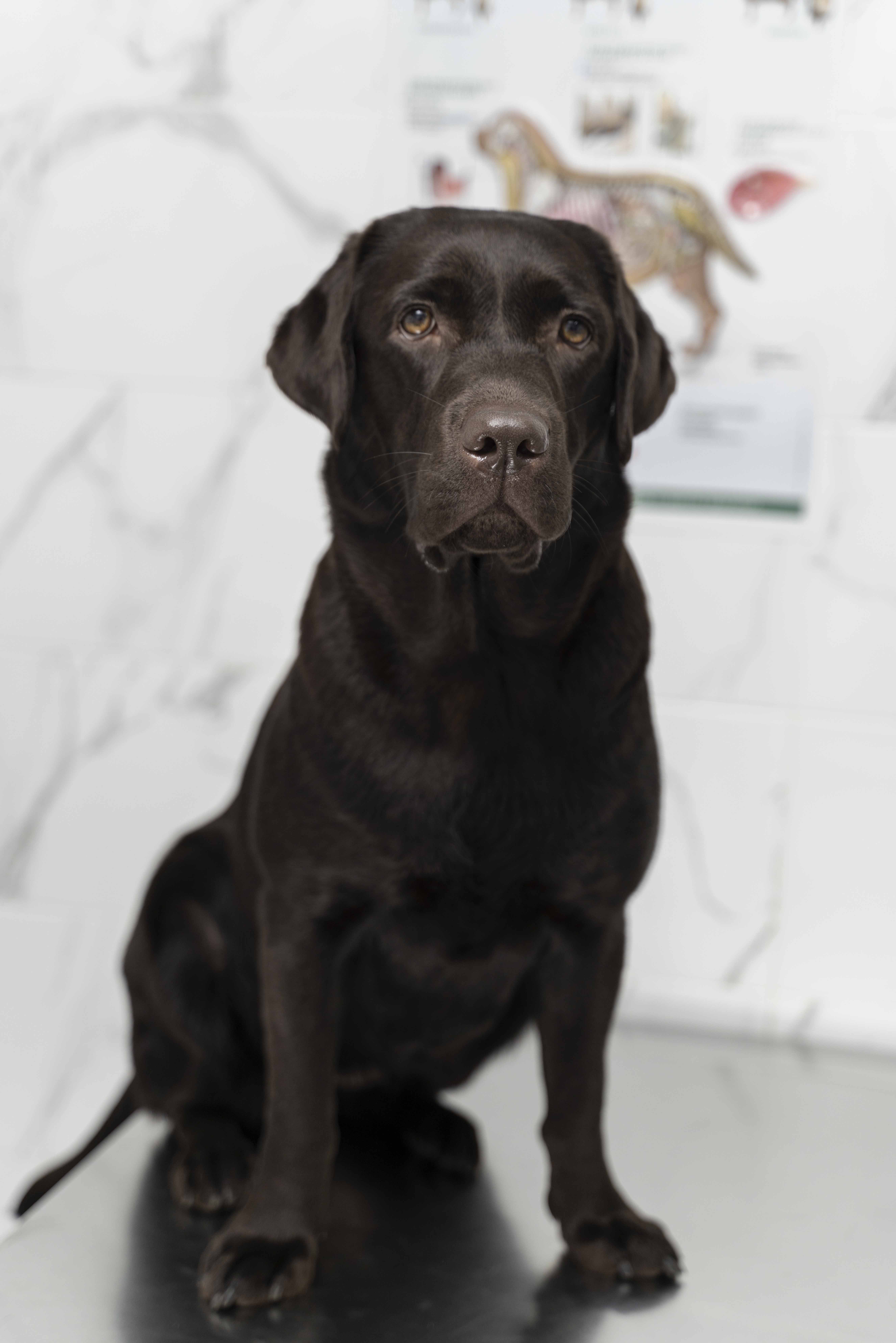 A Black Dog A Black Dog