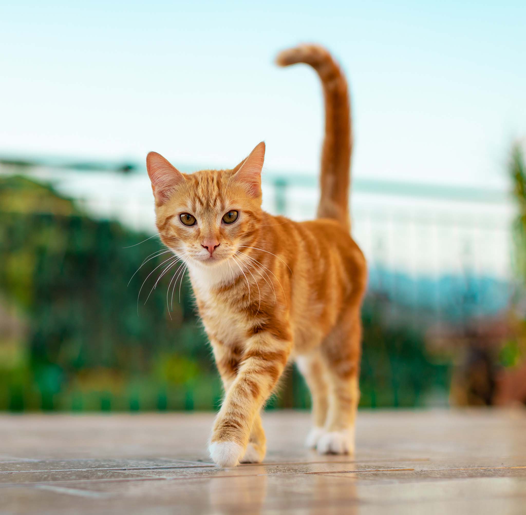 A Cat Walking on Floor A Cat Walking on Floor