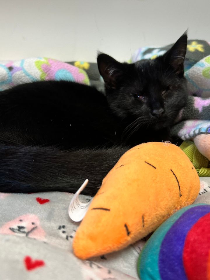 A Black Cat Lying on Bed A Black Cat Lying on Bed