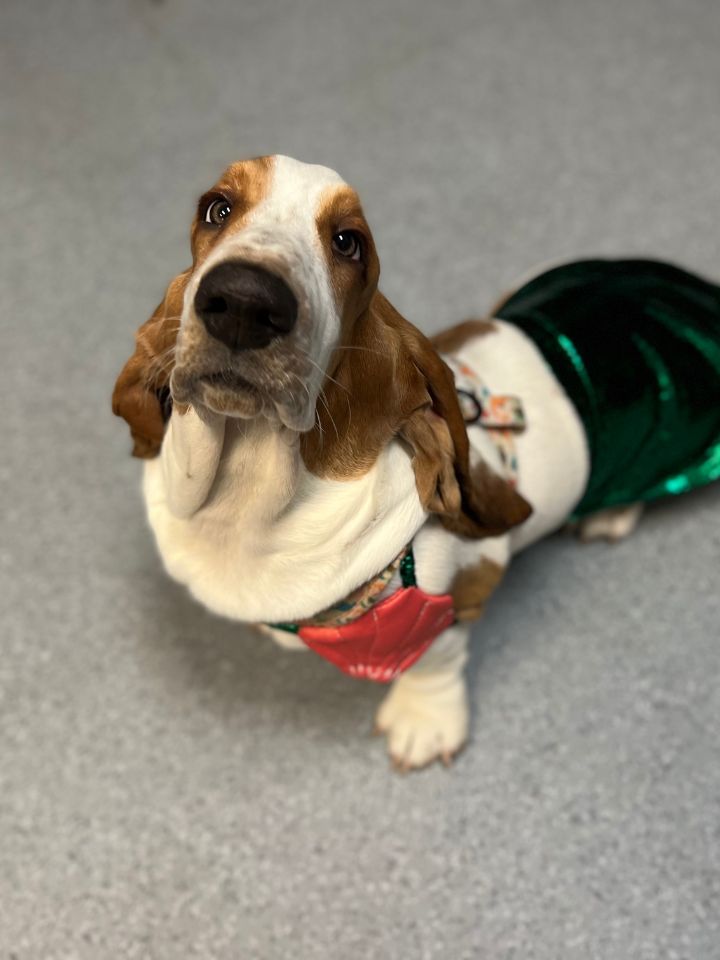 Basset Hound Basset Hound